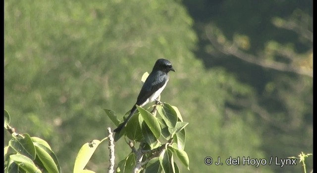 White-bellied Drongo (White-bellied) - ML201386881