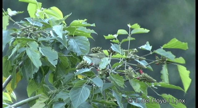 Greenish Warbler (viridanus) - ML201386911