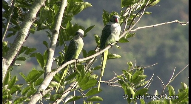 Malabar Yeşil Papağanı - ML201386941