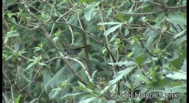White-eared Ground-Sparrow (Gray-crowned) - ML201387441