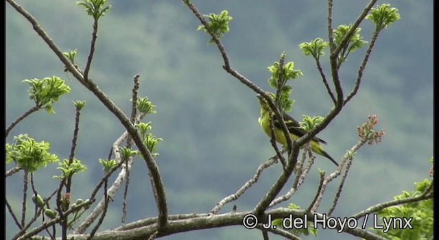 Western Tanager - ML201387481