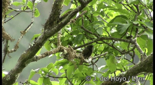 Berylline Hummingbird (Sumichrast's) - ML201387511