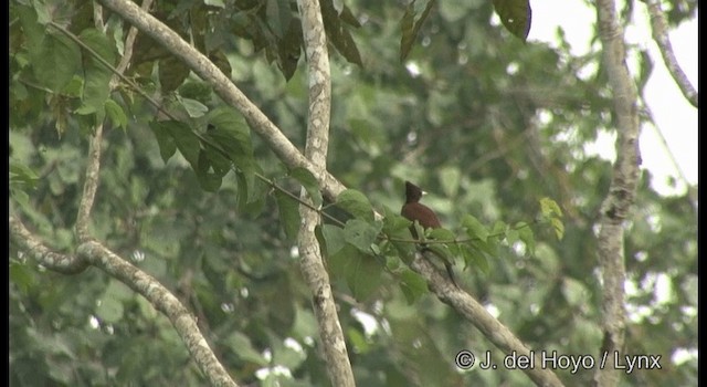 Chestnut Woodpecker - ML201387631