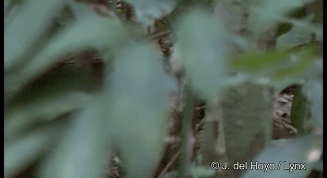 Weißband-Ameisenvogel - ML201387981