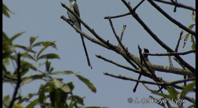 Fork-tailed Flycatcher (circumdatus) - ML201388031