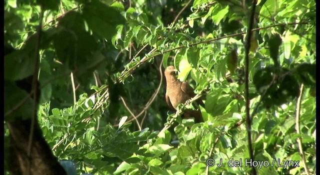 Andaman Cuckoo-Dove - ML201388191