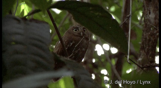 Andaman Scops-Owl - ML201388201