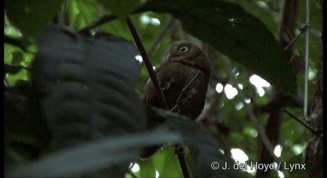 Andaman Scops-Owl - ML201388211