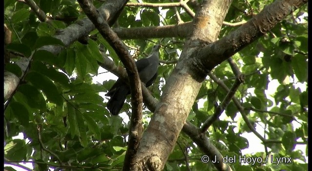 Andaman Wood-Pigeon - ML201388221
