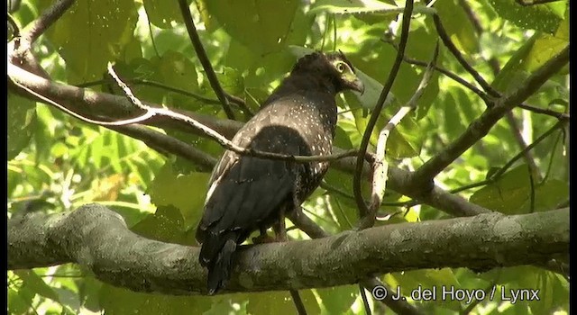  - Andaman Serpent-Eagle