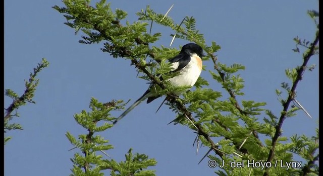  - White-bellied Minivet