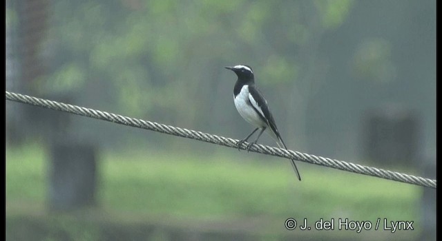 White-browed Wagtail - ML201388531