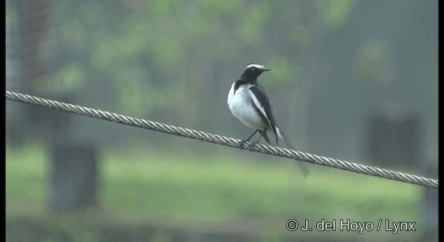 White-browed Wagtail - ML201388541