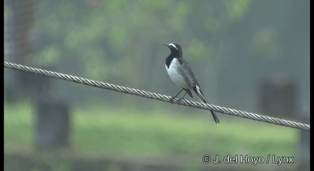 White-browed Wagtail - ML201388571