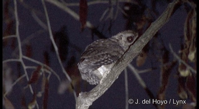 Indian Scops-Owl - ML201388581