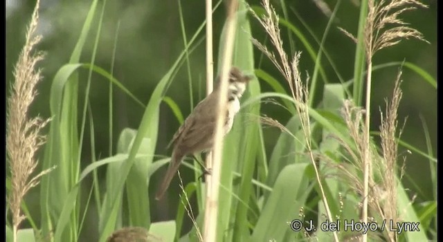 Oriental Reed Warbler - ML201388811