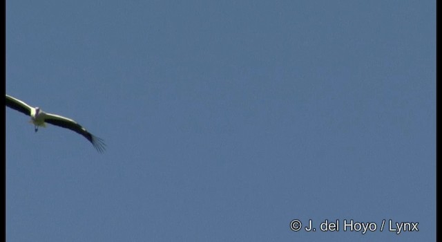 Oriental Stork - ML201388911