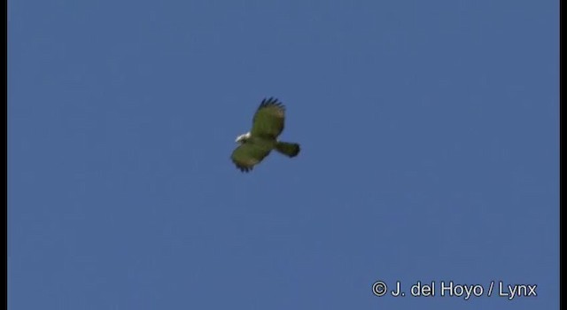 Oriental Honey-buzzard (Northern) - ML201389081