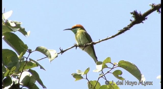 Asian Green Bee-eater - ML201389151