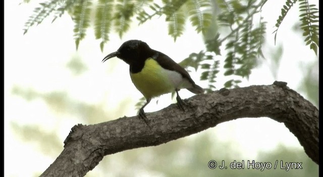 Indiennektarvogel - ML201389331