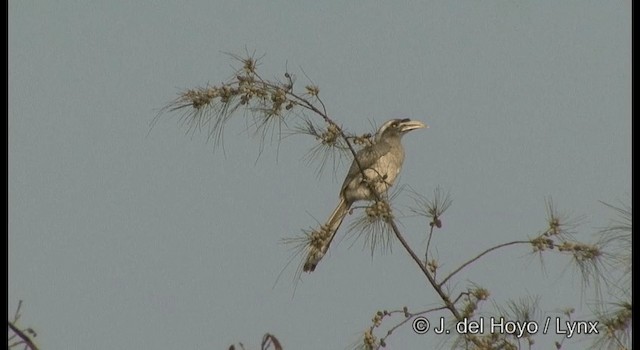 Indian Gray Hornbill - ML201389351