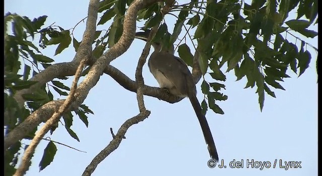 Indian Gray Hornbill - ML201389361