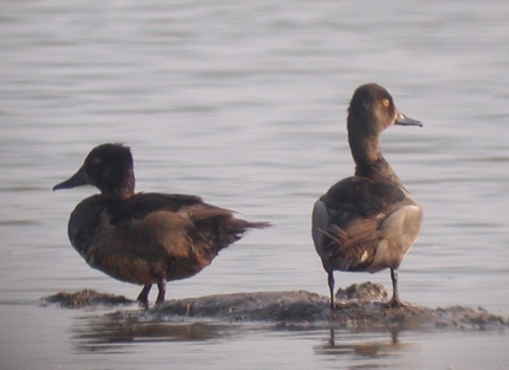 Ring-necked Duck - ML20138941