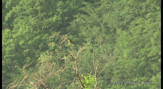 Oriental Greenfinch - ML201389441
