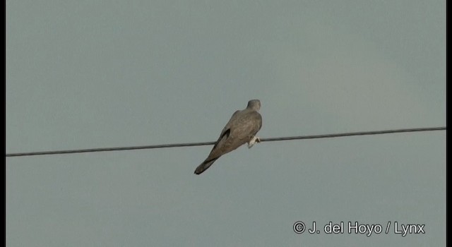 Common Cuckoo - ML201389451