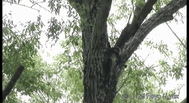 Eurasian Treecreeper - ML201389501