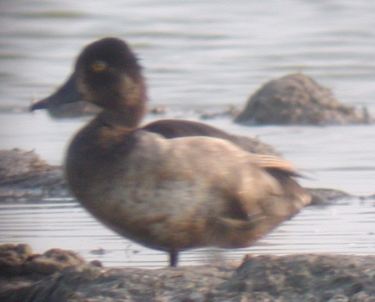 Ring-necked Duck - ML20138951