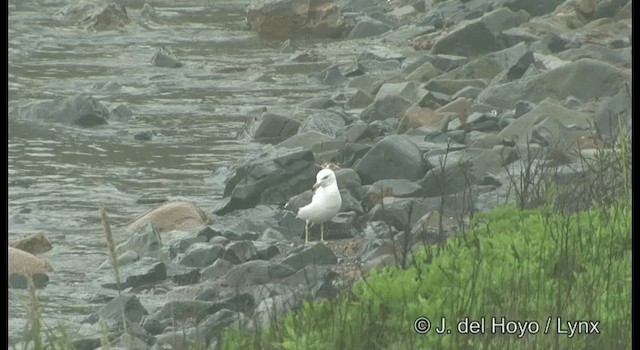 Black-tailed Gull - ML201389531