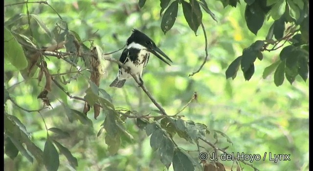 Amazon Kingfisher - ML201389561