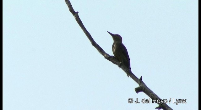 Golden-fronted Woodpecker (Velasquez's) - ML201389601