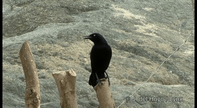 Great-tailed Grackle (Great-tailed) - ML201389641