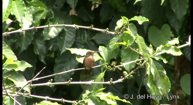 Cinnamon Hummingbird (Mainland) - ML201389721