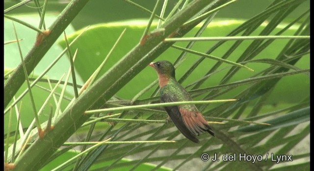 Cinnamon Hummingbird (Mainland) - ML201389731