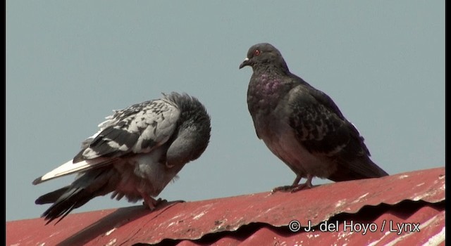 Rock Pigeon (Feral Pigeon) - ML201389821