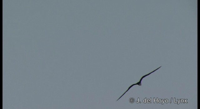 Magnificent Frigatebird - ML201389841