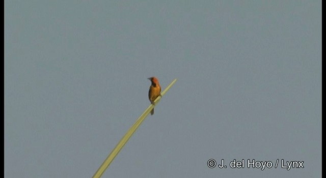 Spot-breasted Oriole - ML201389881