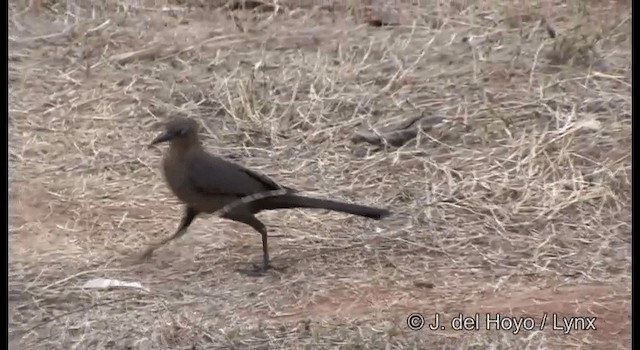 Great-tailed Grackle (Great-tailed) - ML201389981