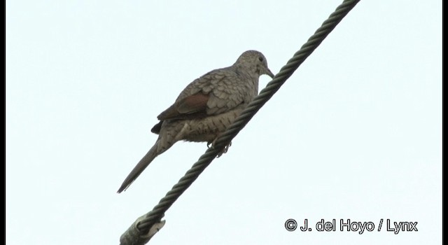 Inca Dove - ML201390001