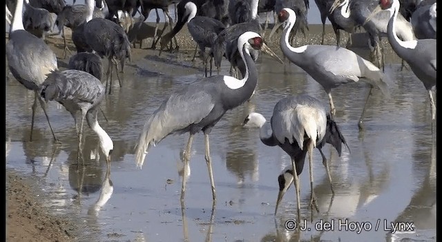  - White-naped Crane