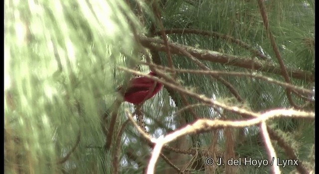 Red Warbler (White-cheeked) - ML201390711