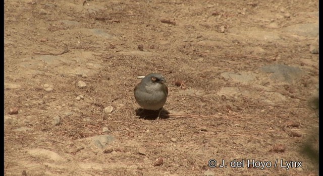 Yellow-eyed Junco (Mexican) - ML201390731