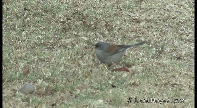 Yellow-eyed Junco (Mexican) - ML201390741