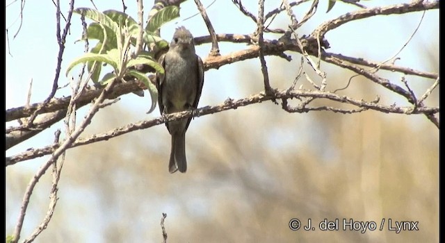 Greater Pewee (Mexican) - ML201390941