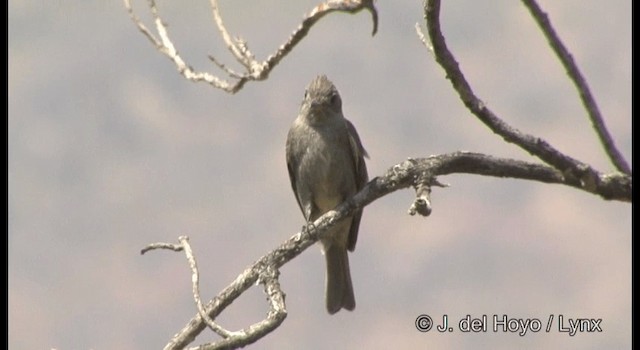 Greater Pewee (Mexican) - ML201390961