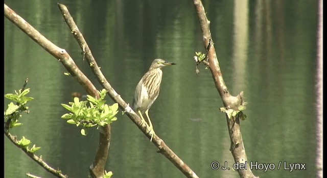 Indian Pond-Heron - ML201391191