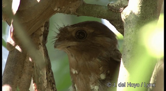  - Sri Lanka Frogmouth